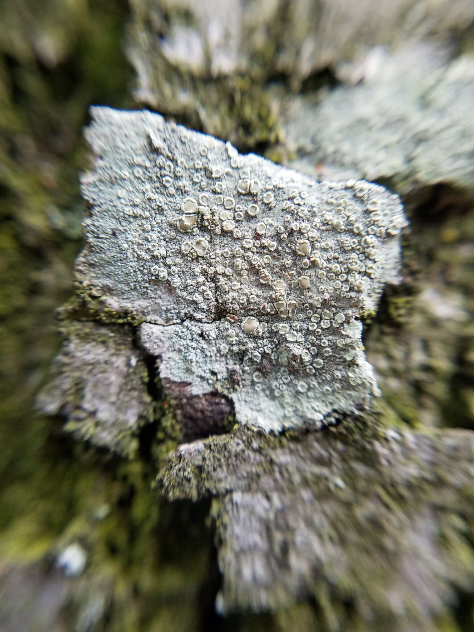 Image de Lecanora hybocarpa (Tuck.) Brodo