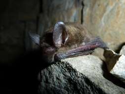 Image of Northern Long-Eared Bat