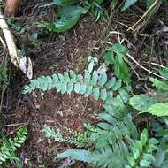 Image of Asplenium cuneatiforme Christ