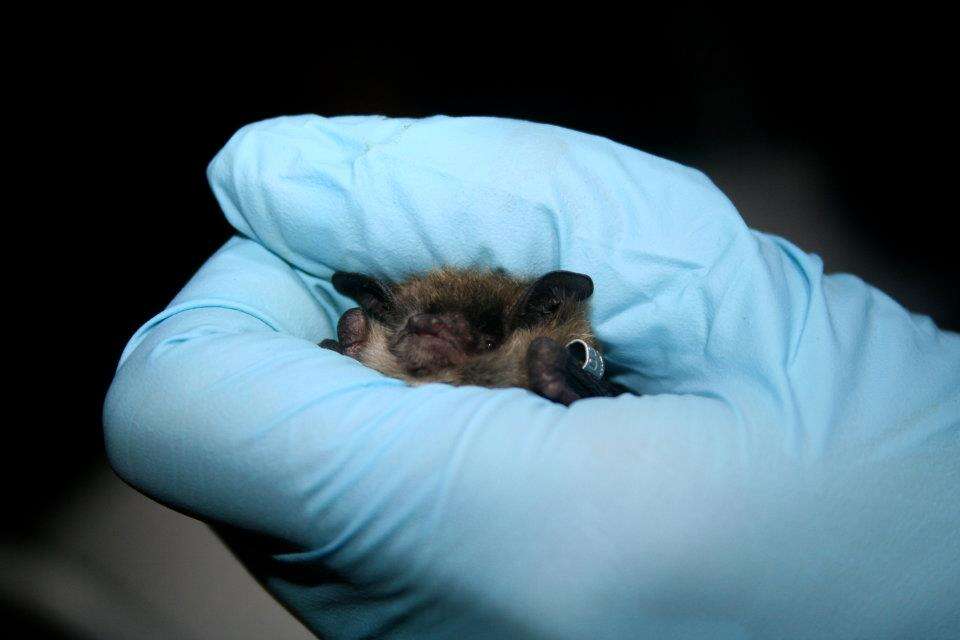 Image of little brown bat