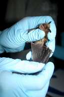 Image of little brown bat