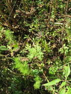 Image of thoroughwort