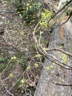 Image of blackfruit dogwood