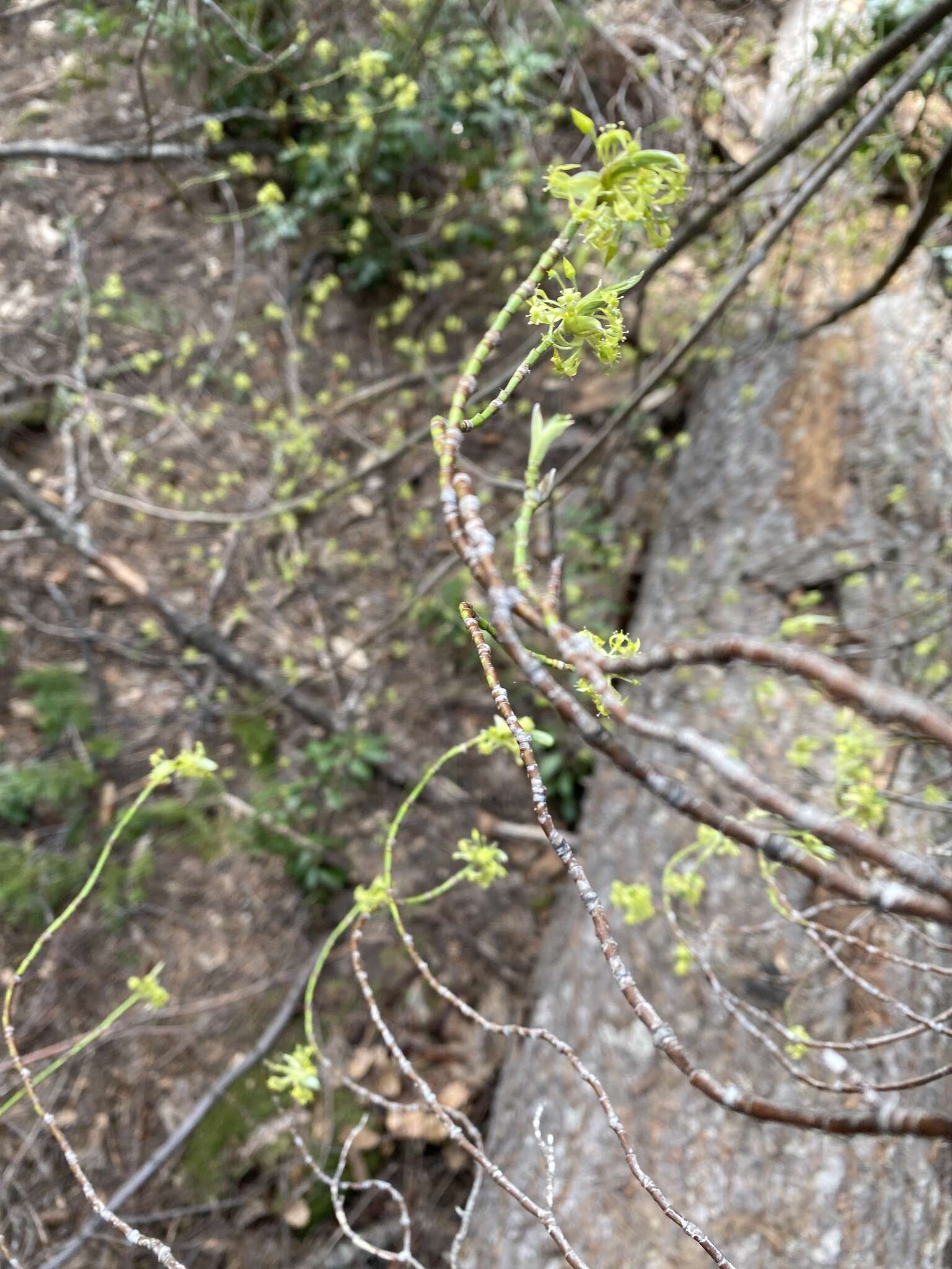 Слика од Cornus sessilis Torr.