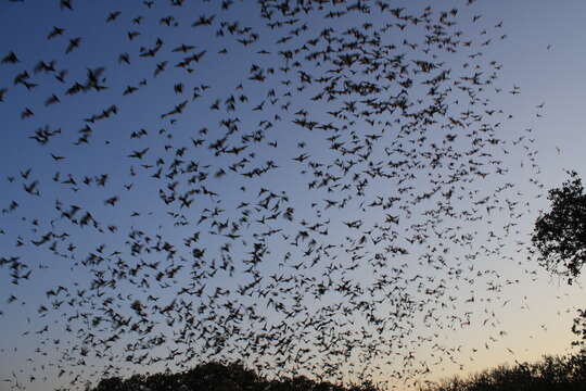 Image of Tadarine Free-tailed Bats