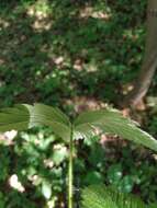 Image of Hautbois Strawberry