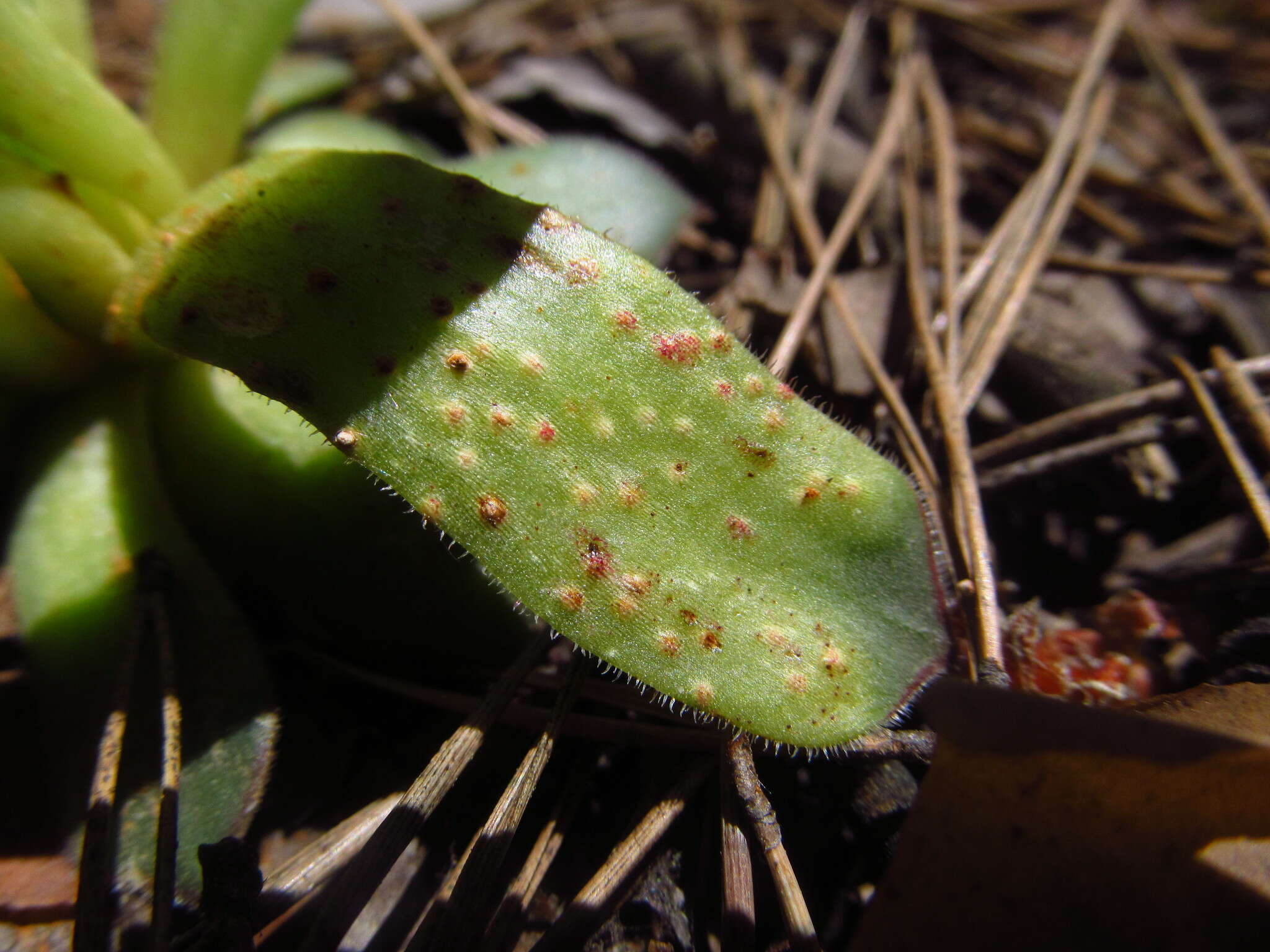 Image de Endophyllum sempervivi (Alb. & Schwein.) de Bary 1863