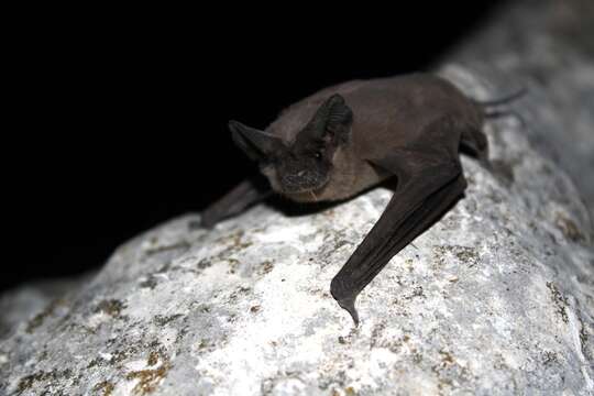 Image of Tadarine Free-tailed Bats