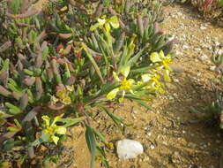 Image of Moraea knersvlaktensis Goldblatt