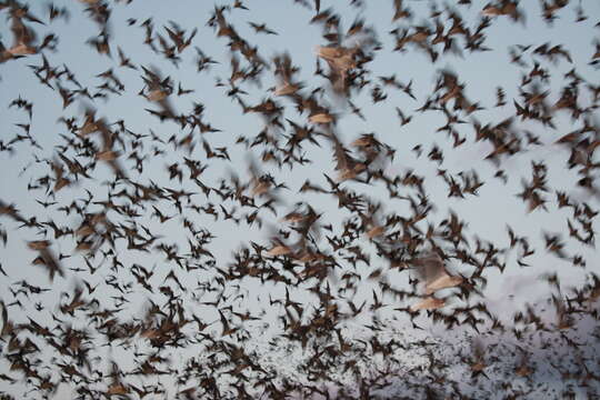 Image of Tadarine Free-tailed Bats