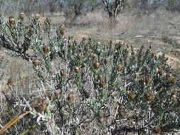 Oedera fruticosa (L.) N. G. Bergh的圖片