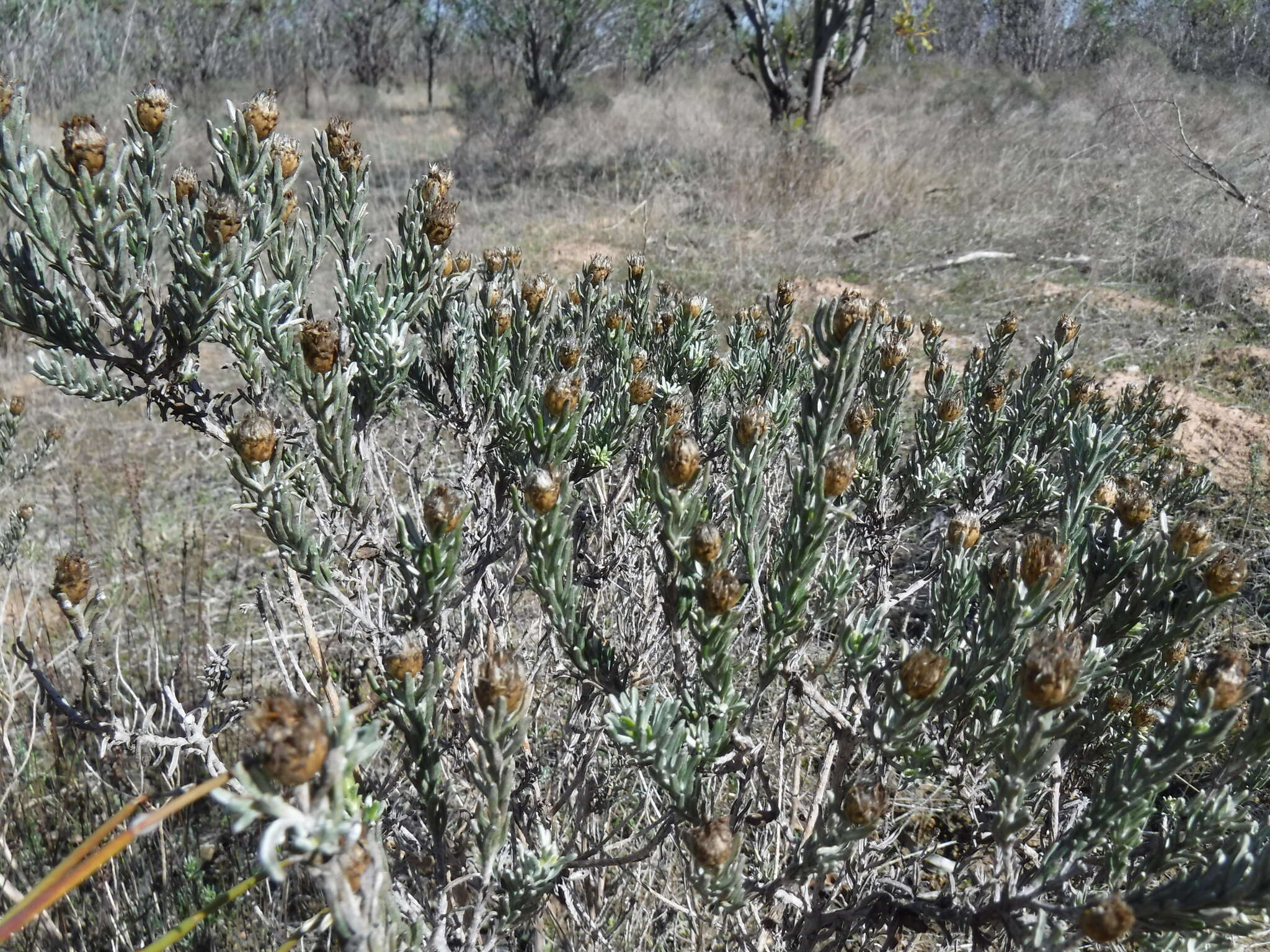 Image of Oedera fruticosa (L.) N. G. Bergh