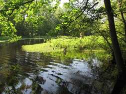 Image of American Bullfrog