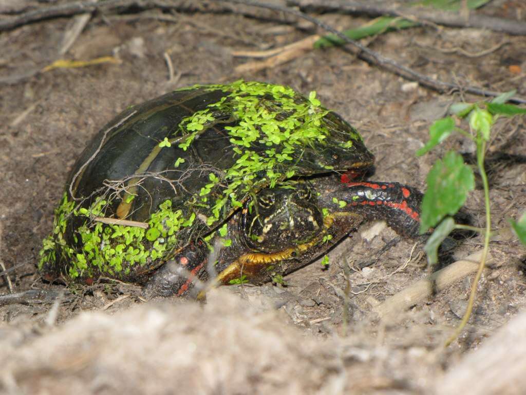 Image of Eastern Painted Turtle