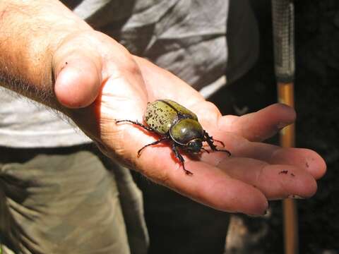 Image of Eastern Hercules Beetle