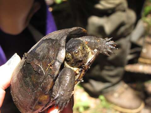 Image of Common Mud Turtle