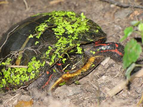 Image of Eastern Painted Turtle