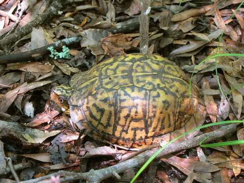 Image of Eastern box turtle