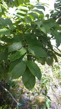 Andira inermis (Wright) DC.的圖片