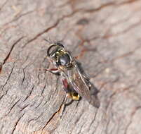 Image of Chalcosyrphus elongatus (Hardy 1921)