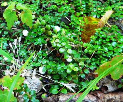 Image of creeping snowberry