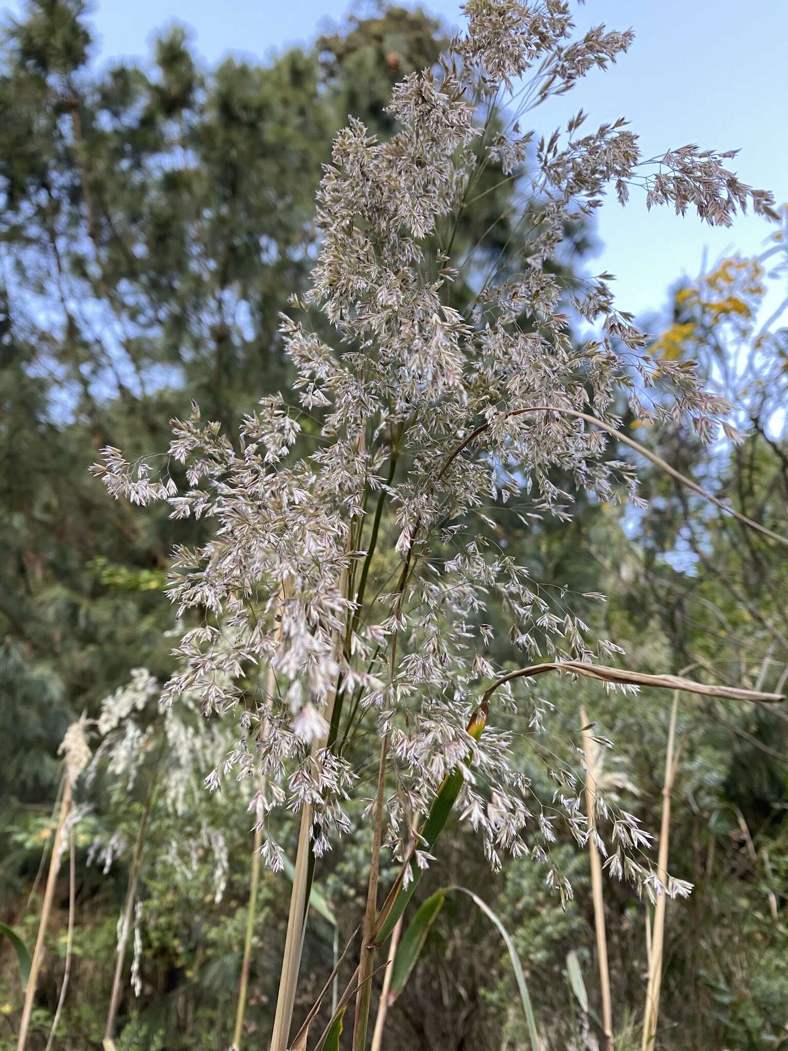 Image of Trisetum virletii E. Fourn.