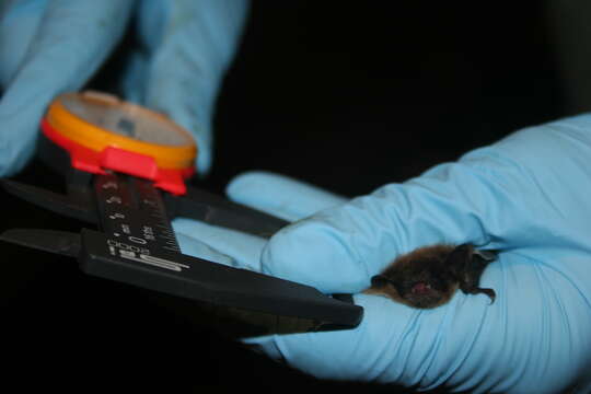 Image of little brown bat