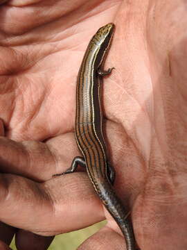 Image of Cope's Skink