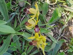 Image of Ophrys omegaifera subsp. hayekii (H. Fleischm. & Soó) Kreutz