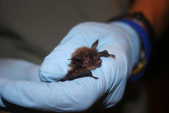 Image of little brown bat