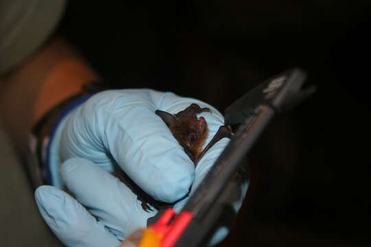 Image of little brown bat