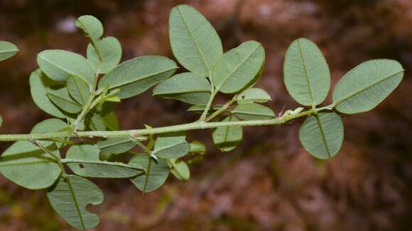 Image de Lespedeza repens (L.) W. P. C. Barton