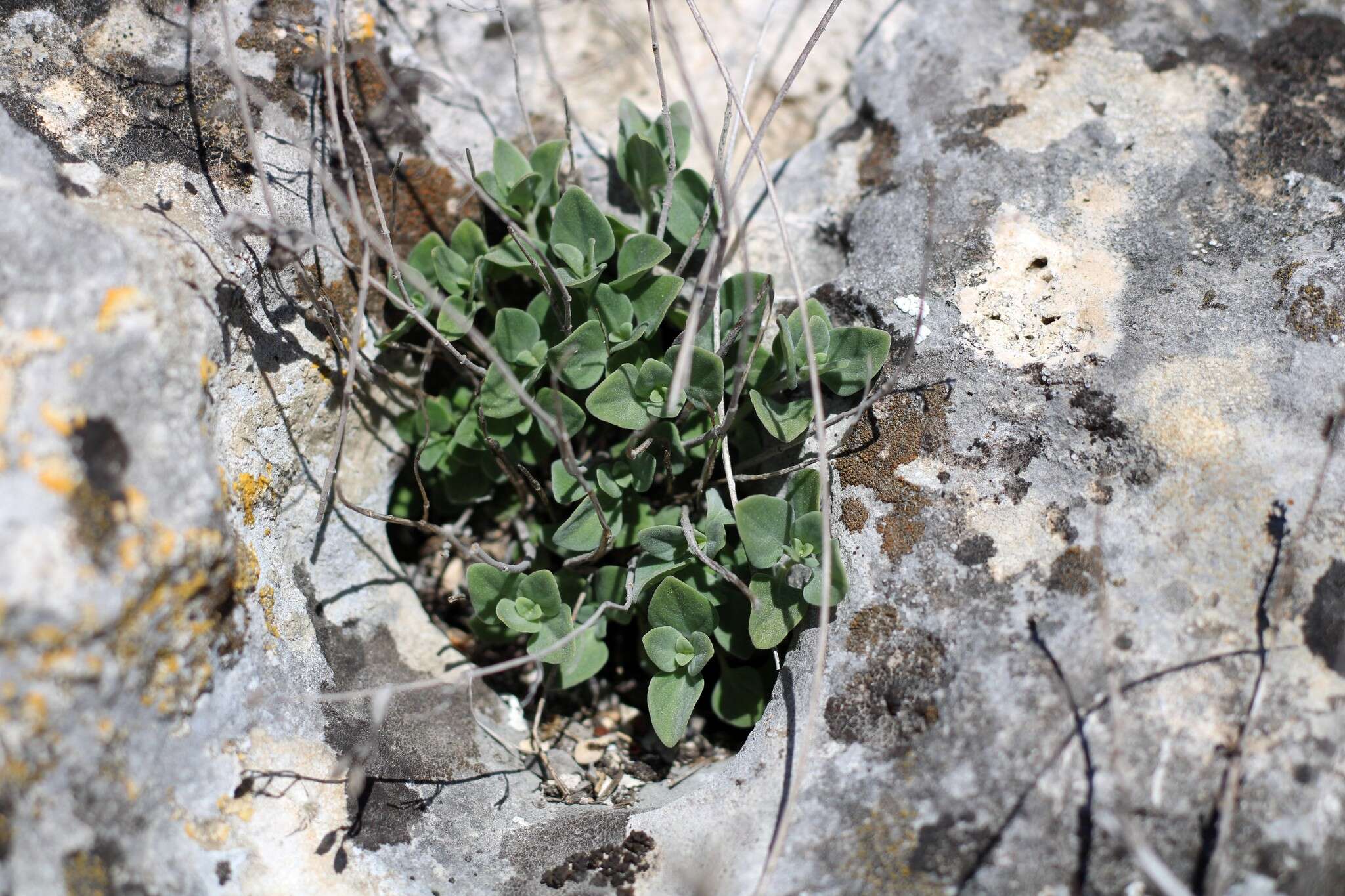 Sivun Clinopodium serpyllifolium (M. Bieb.) Kuntze kuva