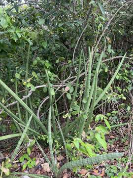 Image of African bowstring hemp