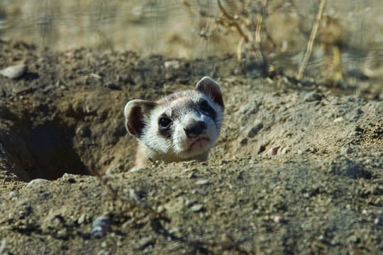 Image of Black-footed Ferret