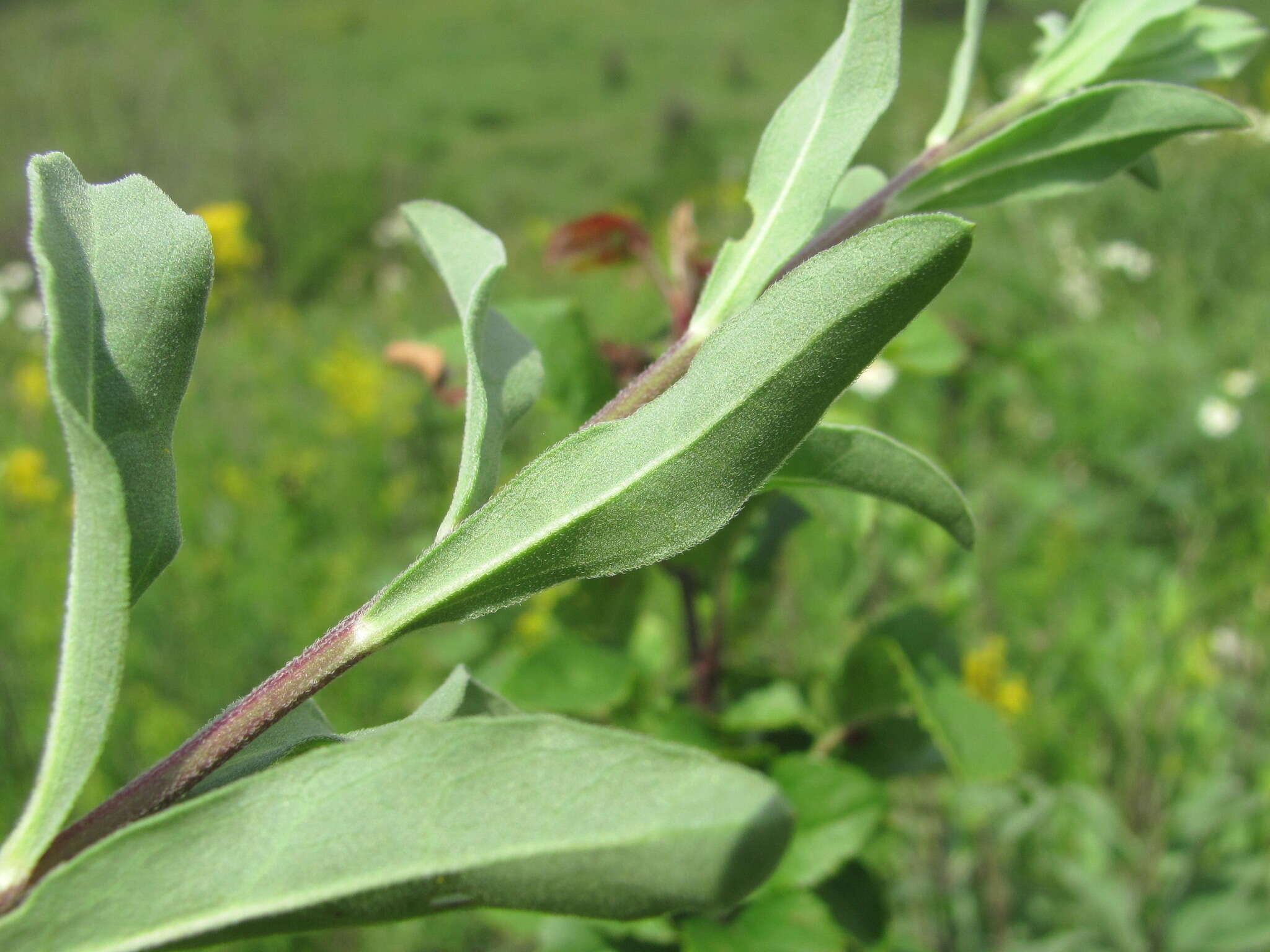 Image of Aster amellus subsp. bessarabicus (Rchb.) Soó