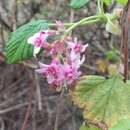 صورة Ribes sanguineum var. glutinosum (Benth.) Loud.