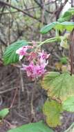 صورة Ribes sanguineum var. glutinosum (Benth.) Loud.