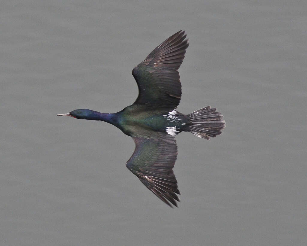 Image of Phalacrocorax Brisson 1760