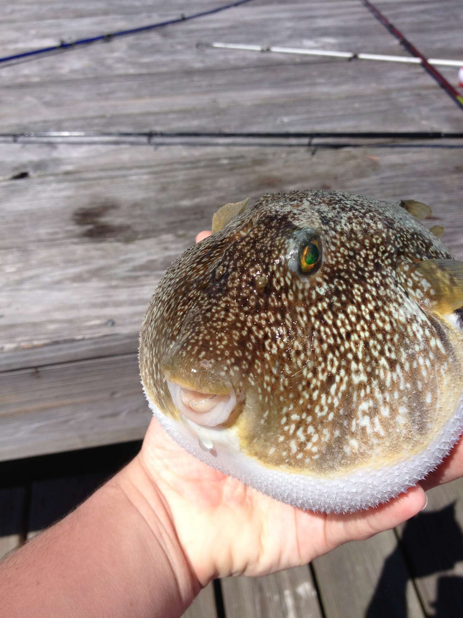 Image of Puffer