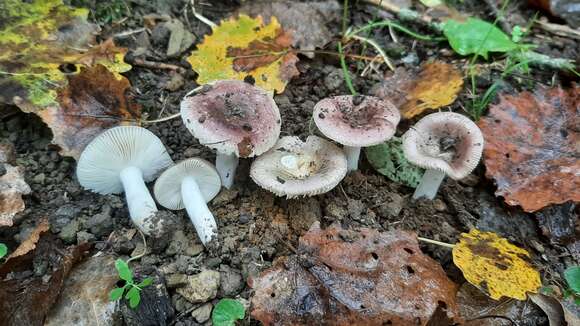 Plancia ëd Russula pelargonia Niolle 1941