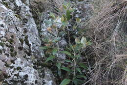 Image de Olearia avicenniifolia (Raoul) Hook. fil.