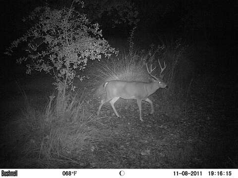 Image of Columbian black-tailed deer