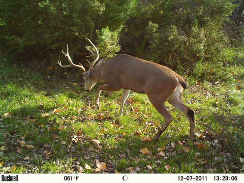 Plancia ëd Odocoileus hemionus columbianus (Richardson 1829)