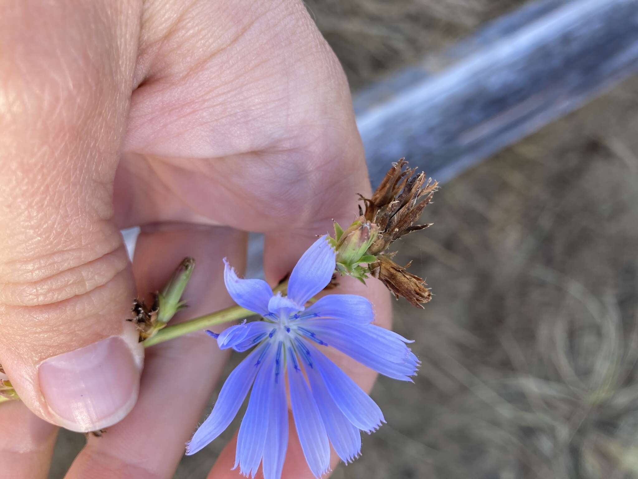 Image of Cichorium intybus subsp. intybus