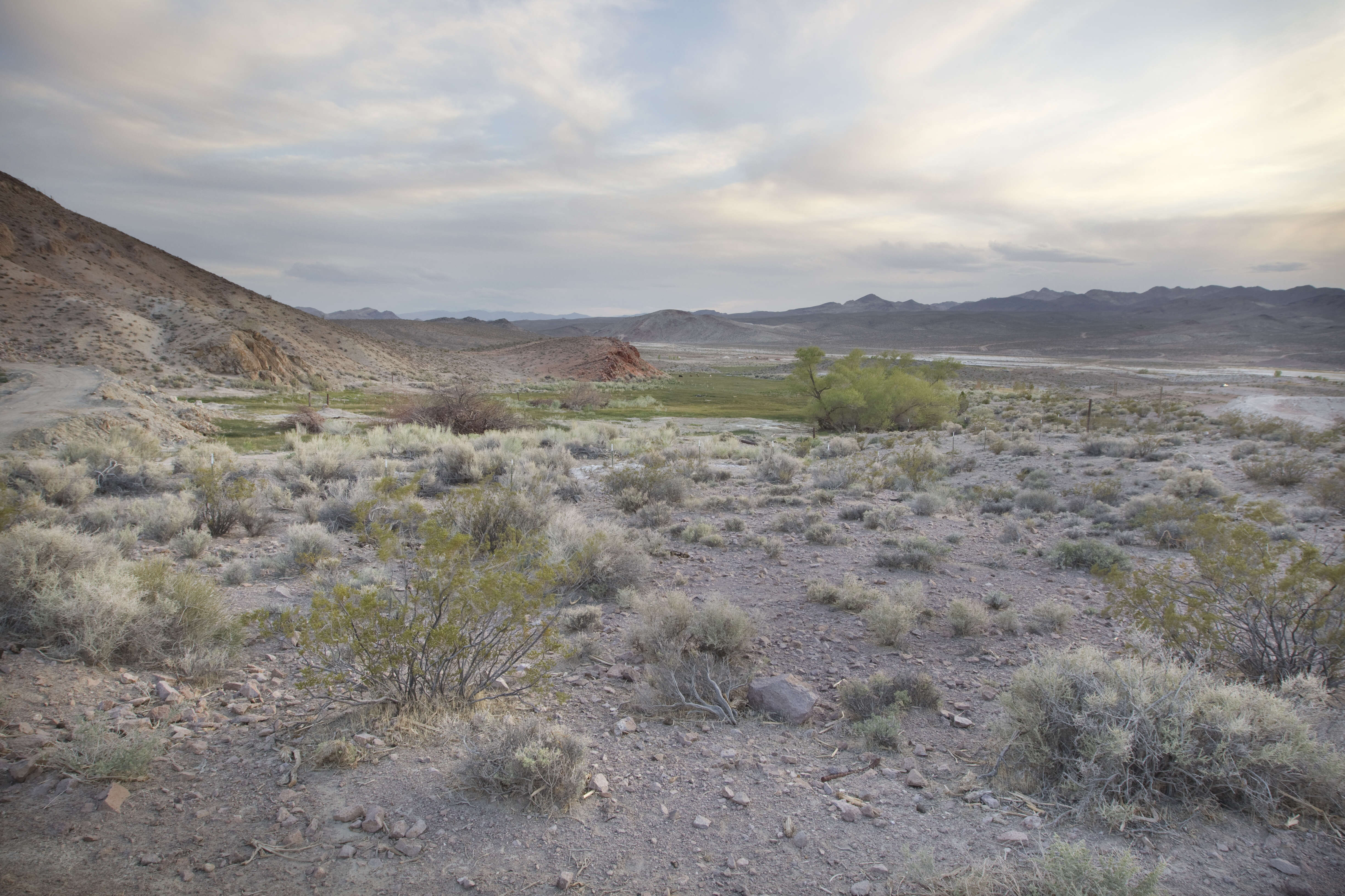 Image of Amargosa toad