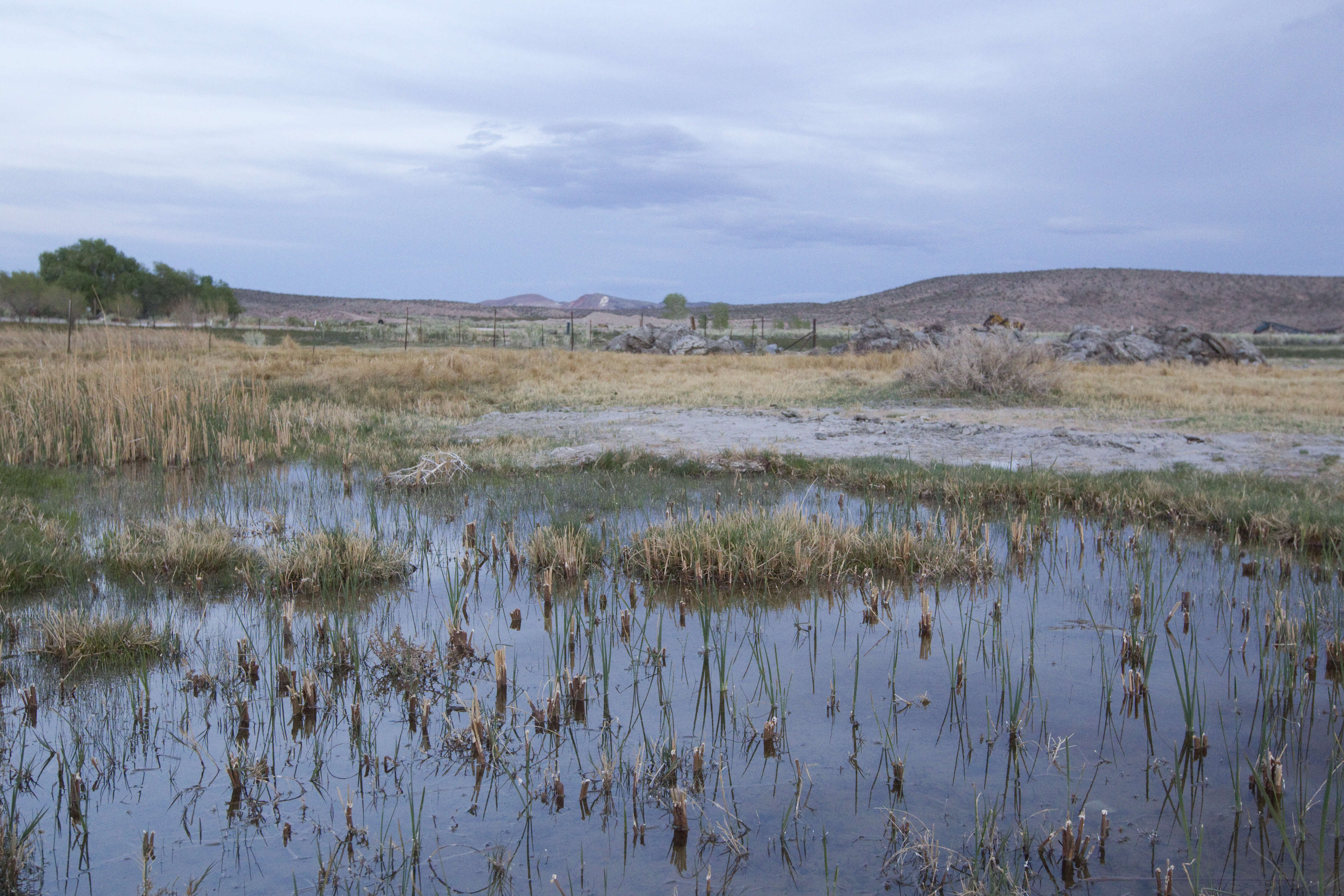 Image of Amargosa toad