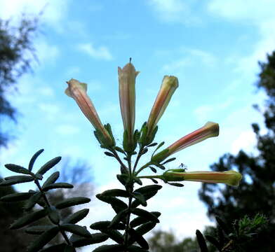 Image of Erica glandulosa subsp. fourcadei (L. Bolus) E. G. H. Oliv. & I. M. Oliv.