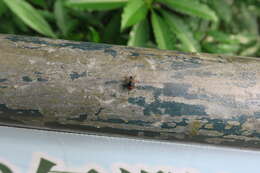 Image of House fly