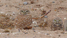 Image of Burrowing Owl